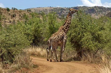 Giraffe  Giraffa camelopardalis   in Pilanesberg National Park