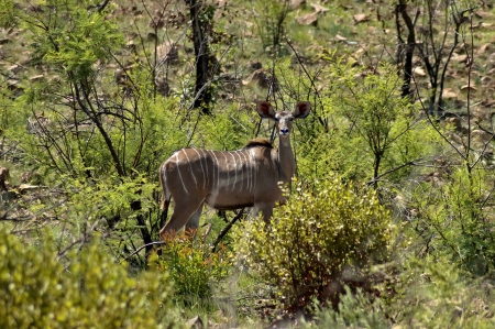 Female kudu  Tragelaphus strepsiceros  in Pilanesberg National Parkの写真素材