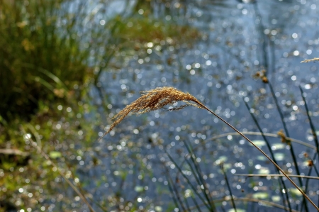 Play of sun light at lake in Pilanesberg National Park, South Africa