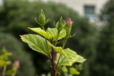 Bud of Hibiscus flower in garden of Protea Hotel President at Sea Point in Cape Townの写真素材