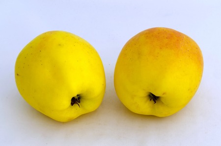 Apple fruit yellowの写真素材