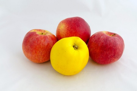 Apple fruit red-yellowの写真素材