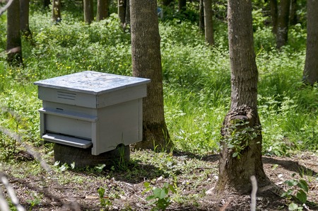 Single hive in forestの写真素材