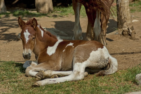 Young foal by Kerkini lake, Greeceの写真素材