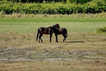 Two horse - male and female in Kerkini lake area, Greeceの写真素材
