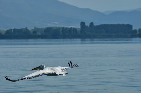 Pelican fly over the water in Kerkini lake, nord Greeceの写真素材