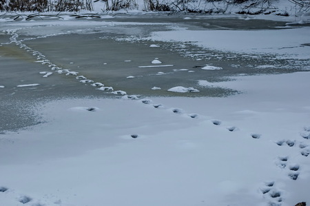 Track from animal in frozen pond at park in winterの写真素材