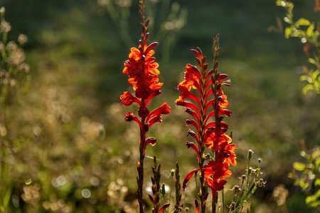 Decorative red garden flowers in Royal Natal Park Drakensberg mountainの写真素材
