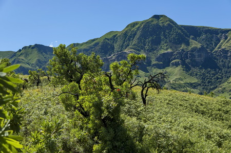 Protea tree in Royal Natal Park Drakensberg mountainの写真素材