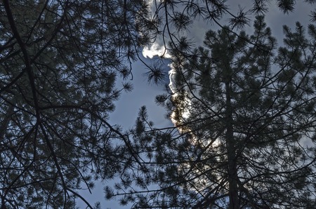 Conifer branch at the cloudy sky by Pancharevo lake near to Sofia cityの写真素材