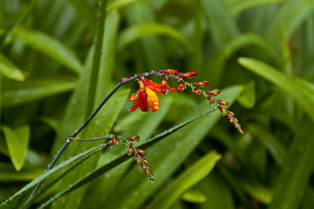 Morning wet flowers with drops after rainy night in Sabieの写真素材