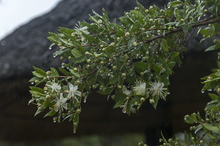 Morning wet flowers with drops after rainy night in Sabieの写真素材