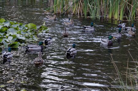 Autumn in South Park in Sofiaの写真素材