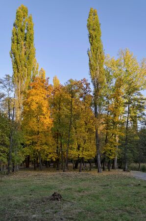 Autumn in South Park in Sofiaの写真素材