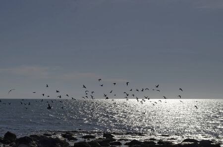 Life by seashore in Black sea Nessebarの写真素材