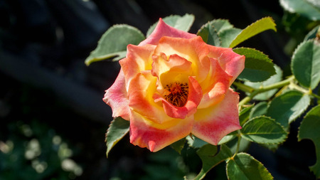 Beautiful close up of light red and yellow rose bush with dark backgroundの写真素材
