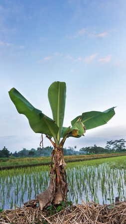 Tropical landscape a banana tree growing in the middle of rice fields in Indonesia with blue sky backgroundの写真素材
