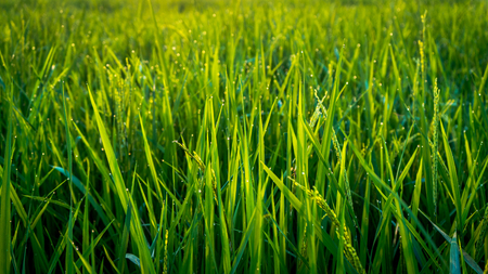 grain of dew in the rice fields in the morningの写真素材