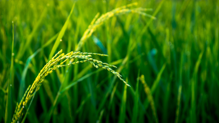 Close up of rice on the rice field in the morningの写真素材