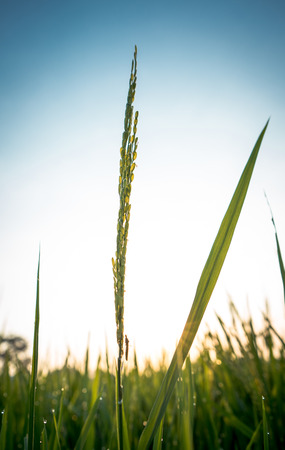 close up rice plants in rice fields at sunrise with sky backgroundの写真素材