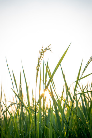 rice plants in rice fields at sunrise with a white sky backgroundの写真素材
