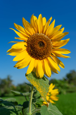 sunflowers that are blooming against the background of the blue skyの写真素材