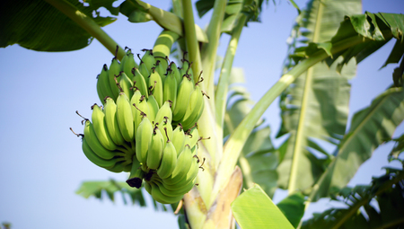 Tropical banana fruits on the banana tree in the rice fieldの写真素材