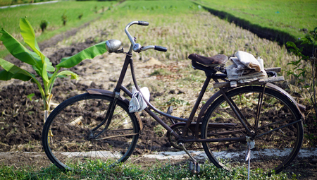 Old rusty vintage bicycle in the rice fieldの写真素材