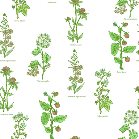 Medical herbs and plants seamless pattern hand drawn vintage sketch vector illustrationのイラスト素材