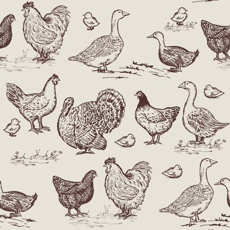 Farm birds seamless pattern. Chickens, geese, ducks, turkey, packaging farm products hand drawn vectorのイラスト素材