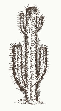 Cactus hand drawn illustrationのイラスト素材