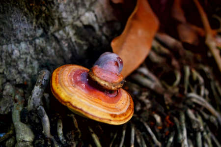 mushroom