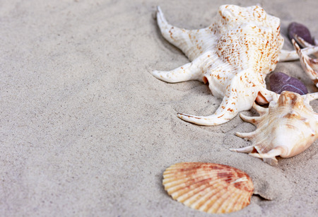 Large seashells on the sand. Summer beach background