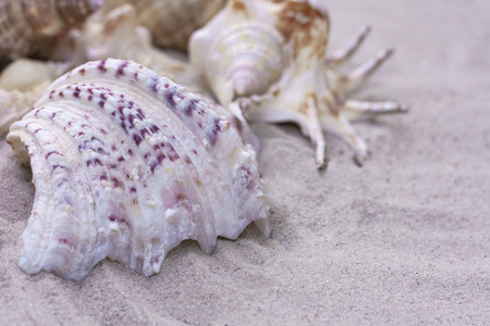 Large seashells on the sand. Summer beach background