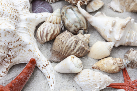 Large seashells on the sand. Summer beach background