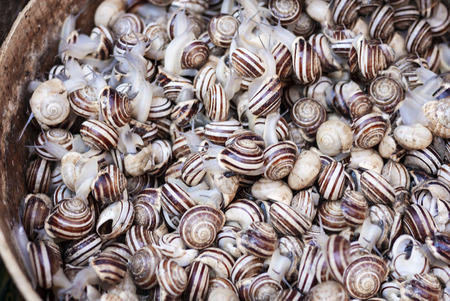 Raw snails in the fish market of Catania, Sicily, Italyの写真素材