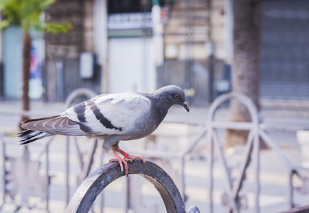Pigeon dove on the square in Catania, Sicily, Italyの写真素材