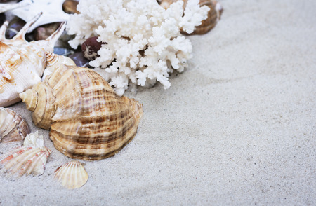 Seashells on the sandの写真素材