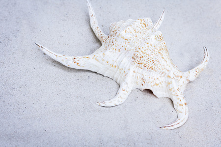 Seashell on the sand. Summer beach background in Thailandの写真素材
