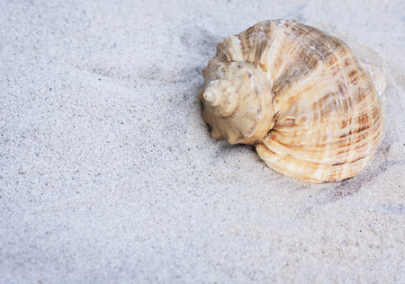 Seashell on the sand. Summer beach background in Thailandの写真素材