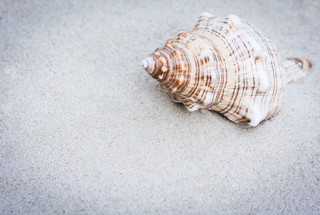 Seashell on the sand. Summer beach background