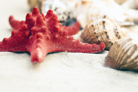 Seashells and red seastars on the sand, summer beach background with copy space for text