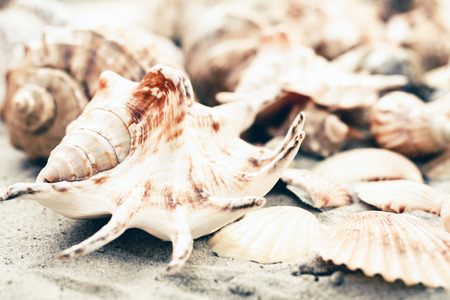 Seashells on the sand, summer beach background with copy space for textの写真素材