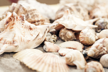 Seashells on the sand, summer beach background, travel concept with copy space for text