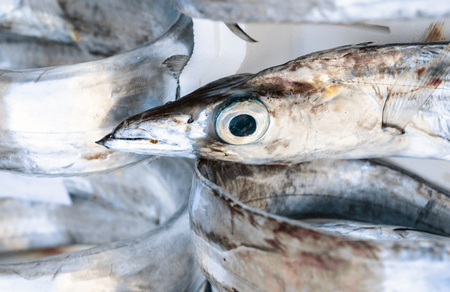 Fresh fish for sale in the fish market Pescheria of Catania, Sicily, Italyの写真素材