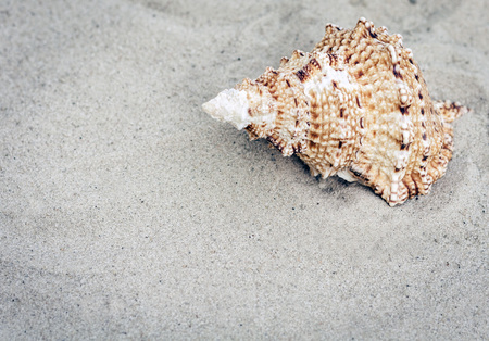 Seashell on the sand, summer beach background travel concept with copy space for text