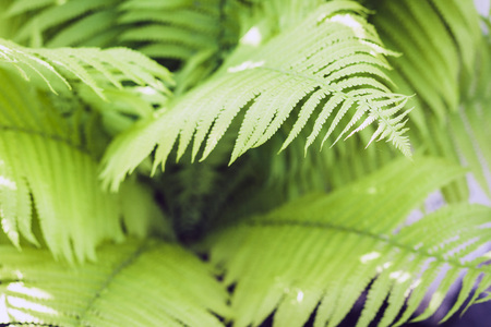 Fern (Polypodiophyta) with green leaves texture background, plants in a garden