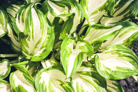 Hosta with green leaves texture background, plants in a gardenの写真素材