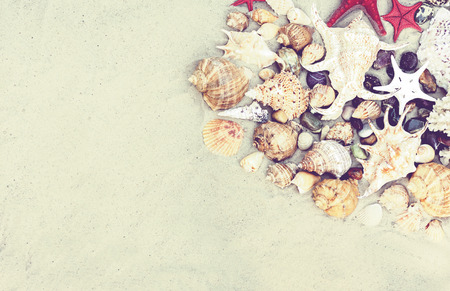 Seashells and red seastars on the sand, summer beach background with copy space for textの写真素材