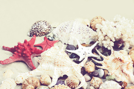Seashells and red seastars on the sand, summer beach background with copy space for textの写真素材